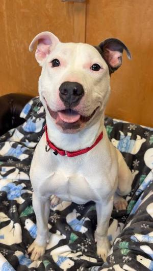 Target, Bulldog Mix, young, available for adoption