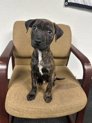 Polie, Terrier Mix, puppy, available for adoption