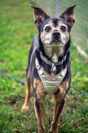 Vito, Terrier Mix, senior, available for adoption