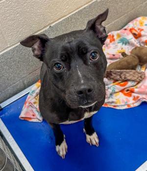 CLEO, Pit Bull Terrier, adult, available for adoption