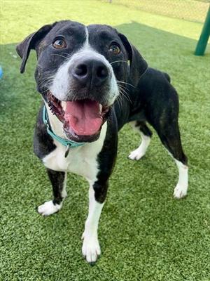 MICHAELA, Pit Bull Terrier, adult, available for adoption