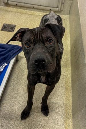 NICO, Pit Bull Terrier, adult, available for adoption