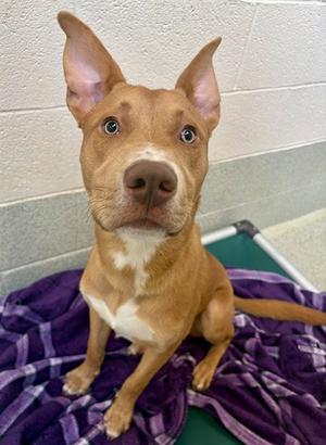 CHARLIE BROWN, Pit Bull Terrier, young, available for adoption