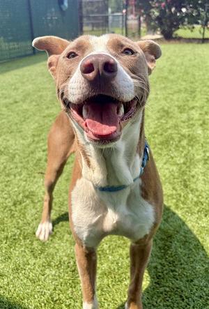 LEROY, Pit Bull Terrier, adult, available for adoption