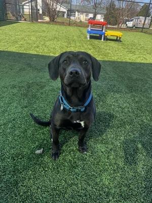A black dog with a blue collar sitting on green artificial turf in a fenced area with colorful playground equipment in the background.