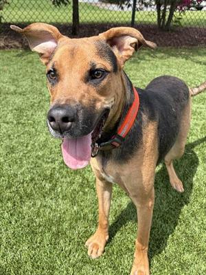 FERRARI, Pit Bull Terrier, young, available for adoption