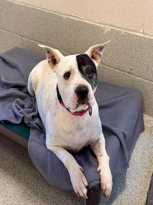 DIVA, Pit Bull Terrier, senior, available for adoption