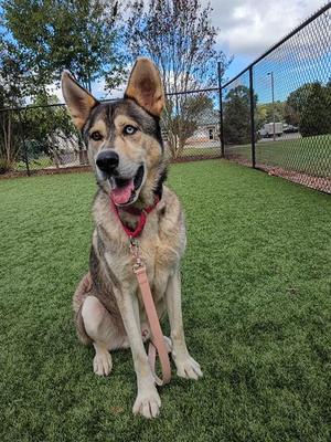 A dog sitting on artificial grass with a fence in the background.