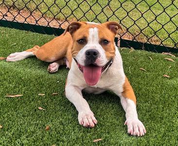 DELLA, Pit Bull Terrier, young, available for adoption