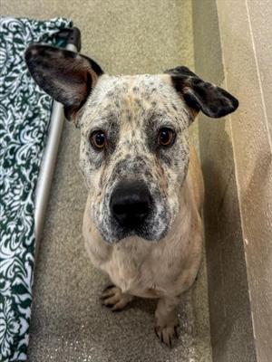 SPOT, Pit Bull Terrier, adult, available for adoption