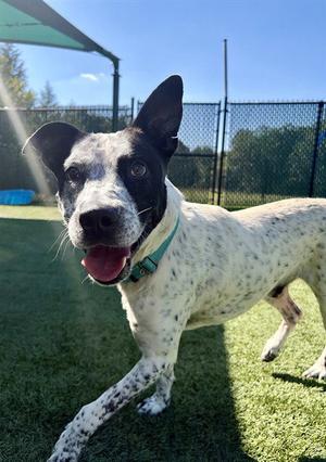 LYLE, Pointer, adult, available for adoption