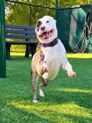MARLOWE, Pit Bull Terrier / Catahoula Leopard Dog, adult, available for adoption