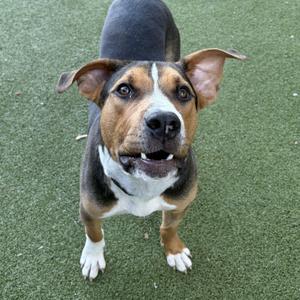A brown and black dog with white paws and a white chest standing on green artificial turf.
