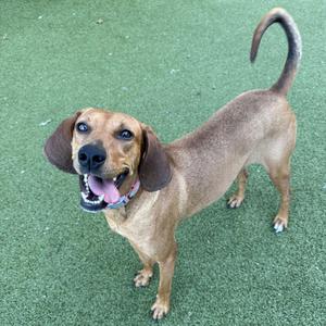 A happy brown dog with floppy ears standing on green artificial turf, its tail curled up and tongue out.