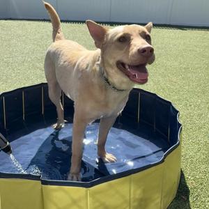 Blondie, Shepherd, adult, available for adoption