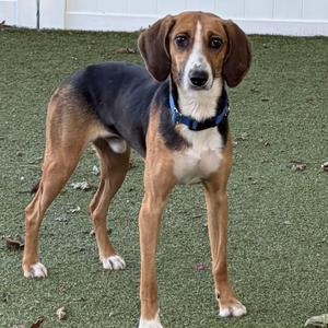 A brown and black dog with a white chest and paws, wearing a blue collar, standing on green artificial turf.
