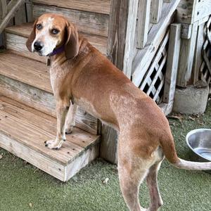 Lucille, Hound, young, available for adoption