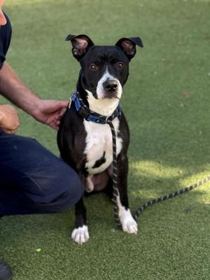 Terry, Mixed Breed, young, available for adoption