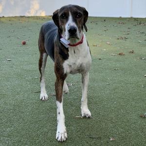 a brown and white dog standing on a green surface