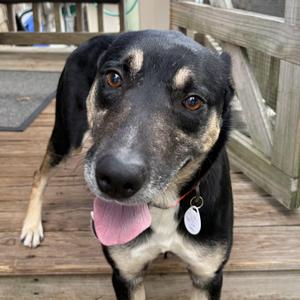 Ranger, Shepherd, adult, available for adoption