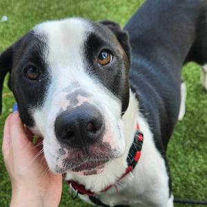 Gus, Mixed Breed, young, available for adoption