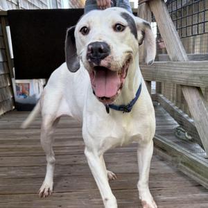 Edna, Pointer, adult, available for adoption