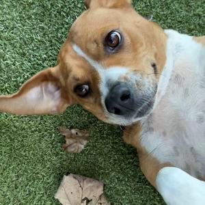 Jada, Hound, adult, available for adoption