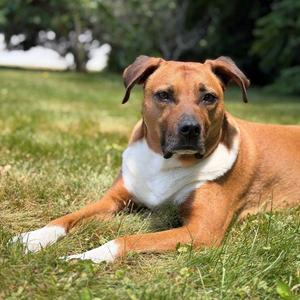 Ollie, Mixed Breed, adult, available for adoption