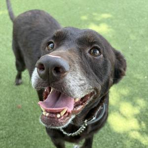 Coco, Labrador Retriever, senior, available for adoption