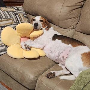 A brown and white dog lying on a brown couch, holding a yellow flower-shaped pillow.