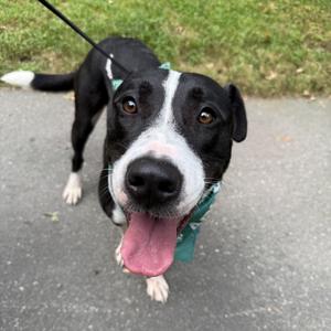 Carowinds, Labrador Retriever, adult, available for adoption