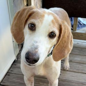 Icicles, Hound, adult, available for adoption