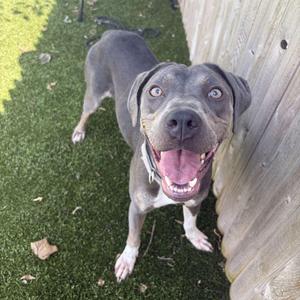 A happy gray dog with a white chest and paws, standing on green grass next to a wooden fence, looking up with its mouth open and tongue out.
