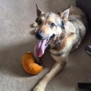 Louie, Shepherd, adult, available for adoption