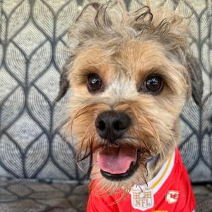 Shylo, Poodle, Standard, adult, available for adoption