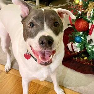 Roux, Terrier, American Staffordshire, senior, available for adoption