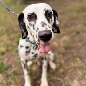 A Dalmatian dog with a black and white spotted coat, wearing a blue collar, standing on grass with its tongue out.