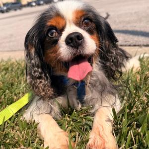 Charlie, Spaniel, Cavalier King Charles, adult, available for adoption