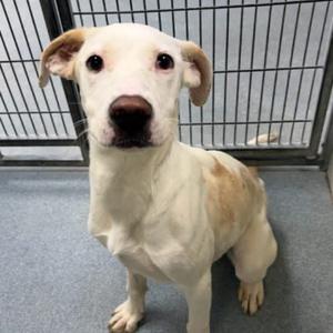 A white dog with brown patches on its back and ears, sitting in front of a metal fence.