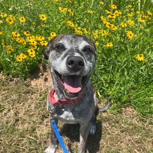Jayden, Hound, Plott, senior, available for adoption