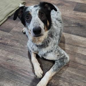 A close-up photograph of a blue heeler mix dog lying on a wood-look floor, looking up at the camera.