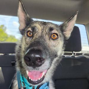 Jesse, Shepherd, German, adult, available for adoption