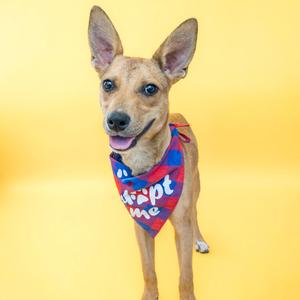A small brown dog with pointed ears wearing a red bandana with the words "Adopt Me" written on it, standing against a yellow background.