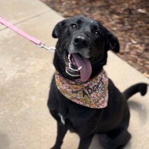 Josie, Shepherd, adult, available for adoption