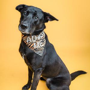 A black dog wearing a bandana with the text "ADOPT ME" on it, sitting against a yellow background.