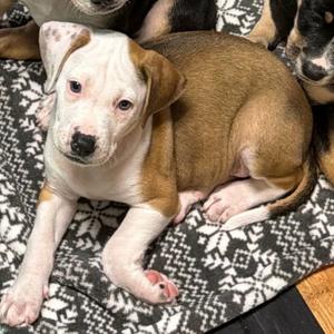 Francis, Retriever, Labrador, puppy, available for adoption