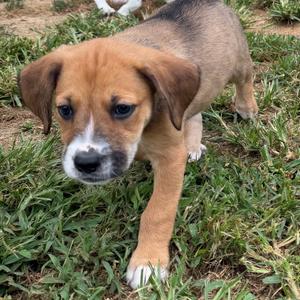 River, Retriever, Labrador, puppy, available for adoption