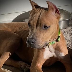 Bonnie, Terrier, Pit Bull, young, available for adoption