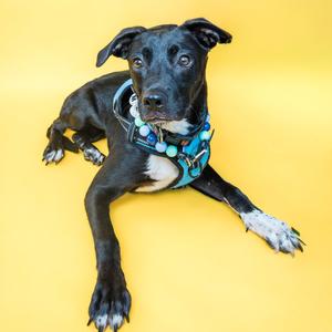 A black dog with white paws and a blue harness lying on a yellow background.
