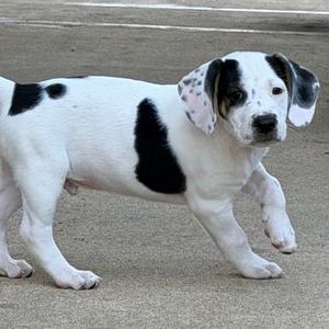 A black and white puppy with floppy ears walking on a concrete surface.